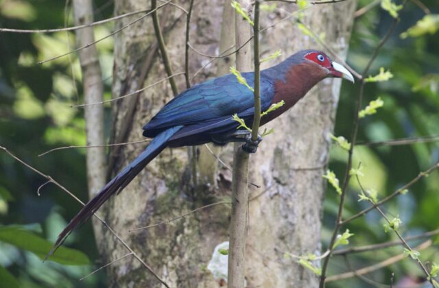 Chestnut-breasted Malkoha
