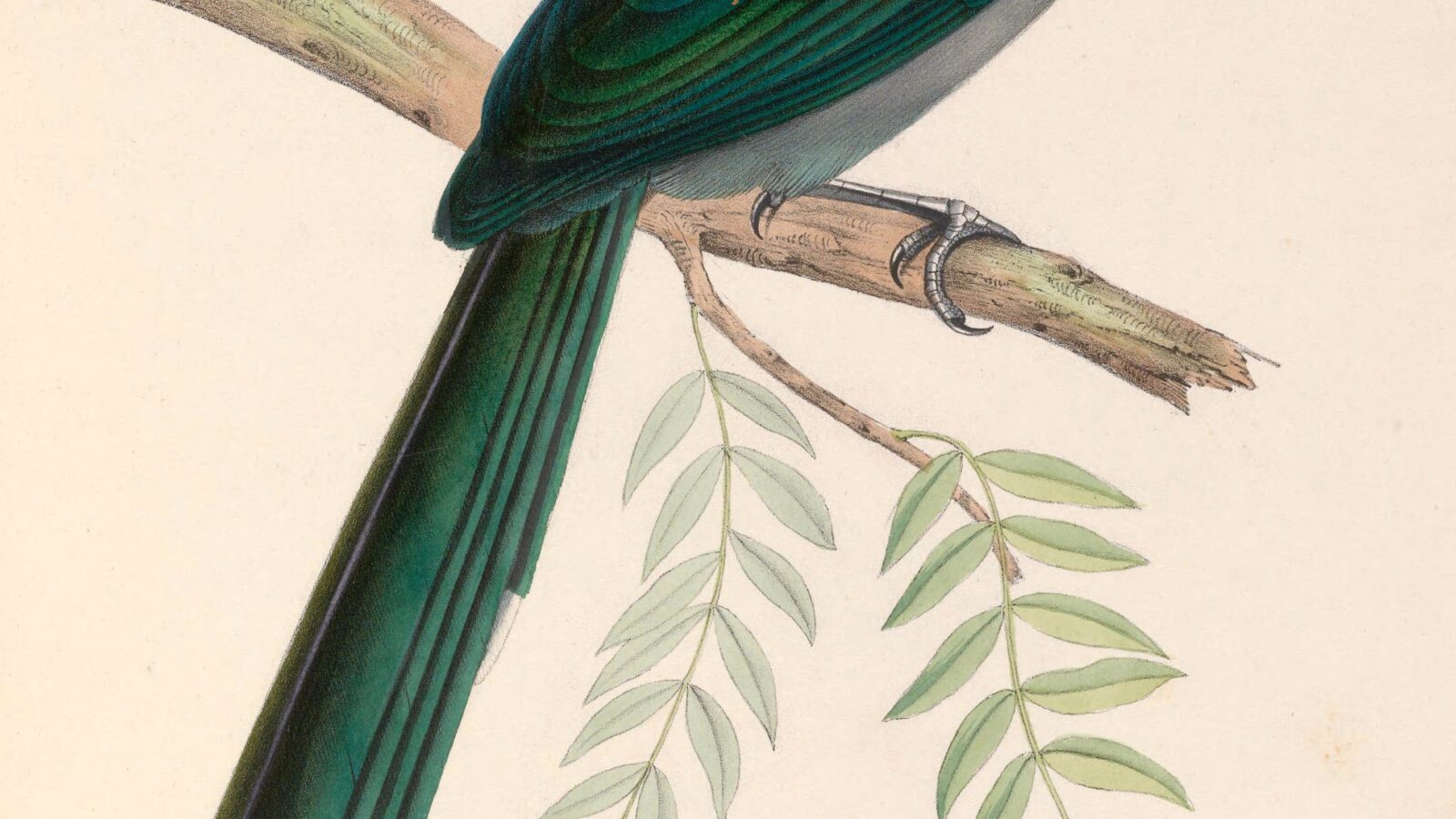 Black-bellied Malkoha