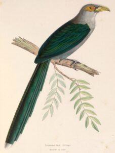 Black-bellied Malkoha