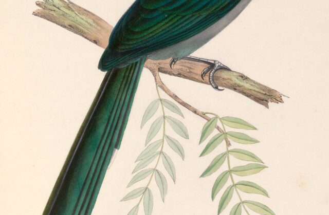 Black-bellied Malkoha