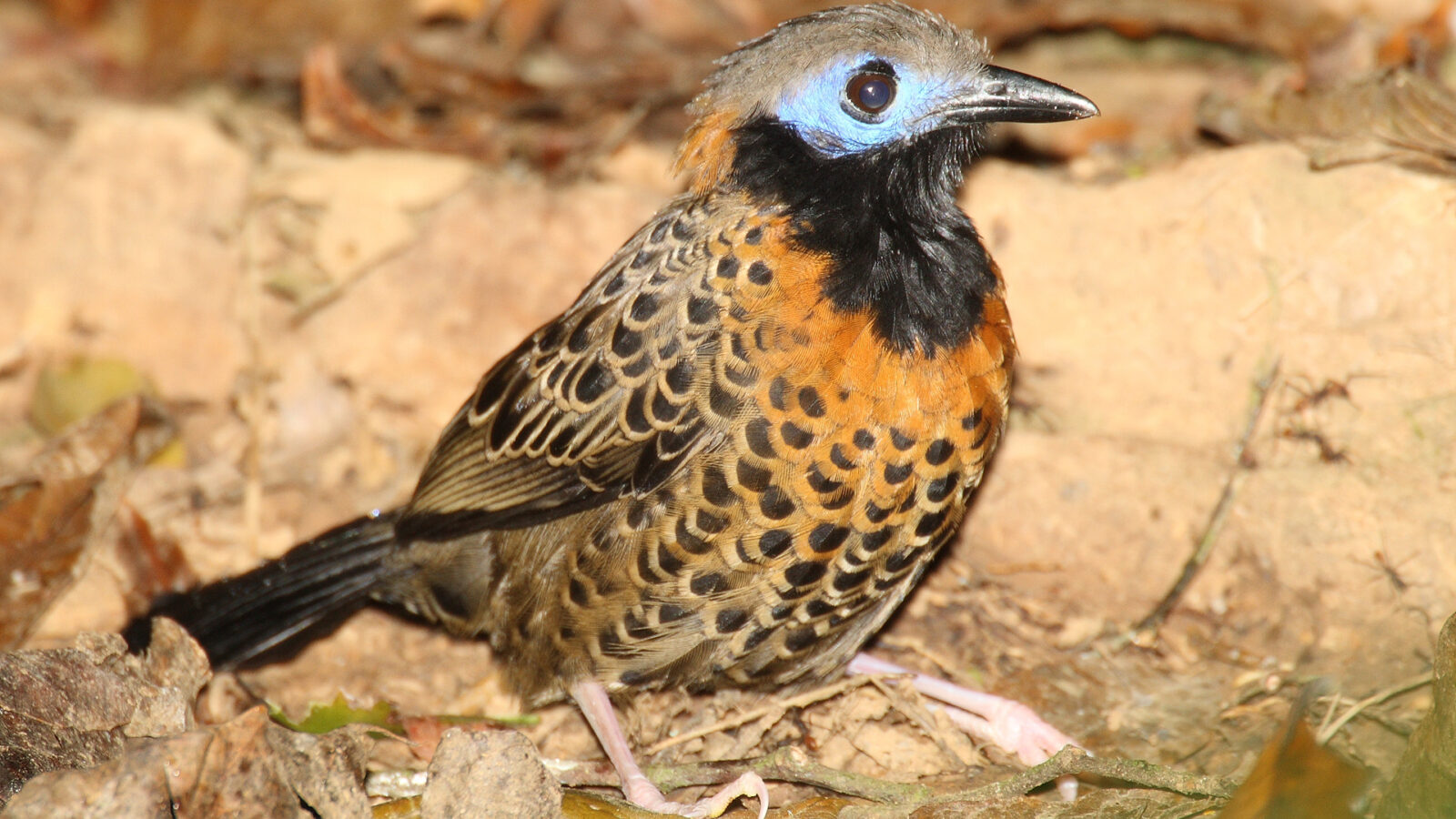 Ocellated Antbird