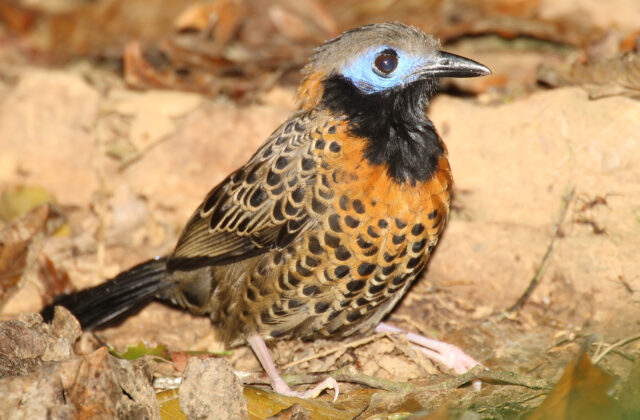 Ocellated Antbird