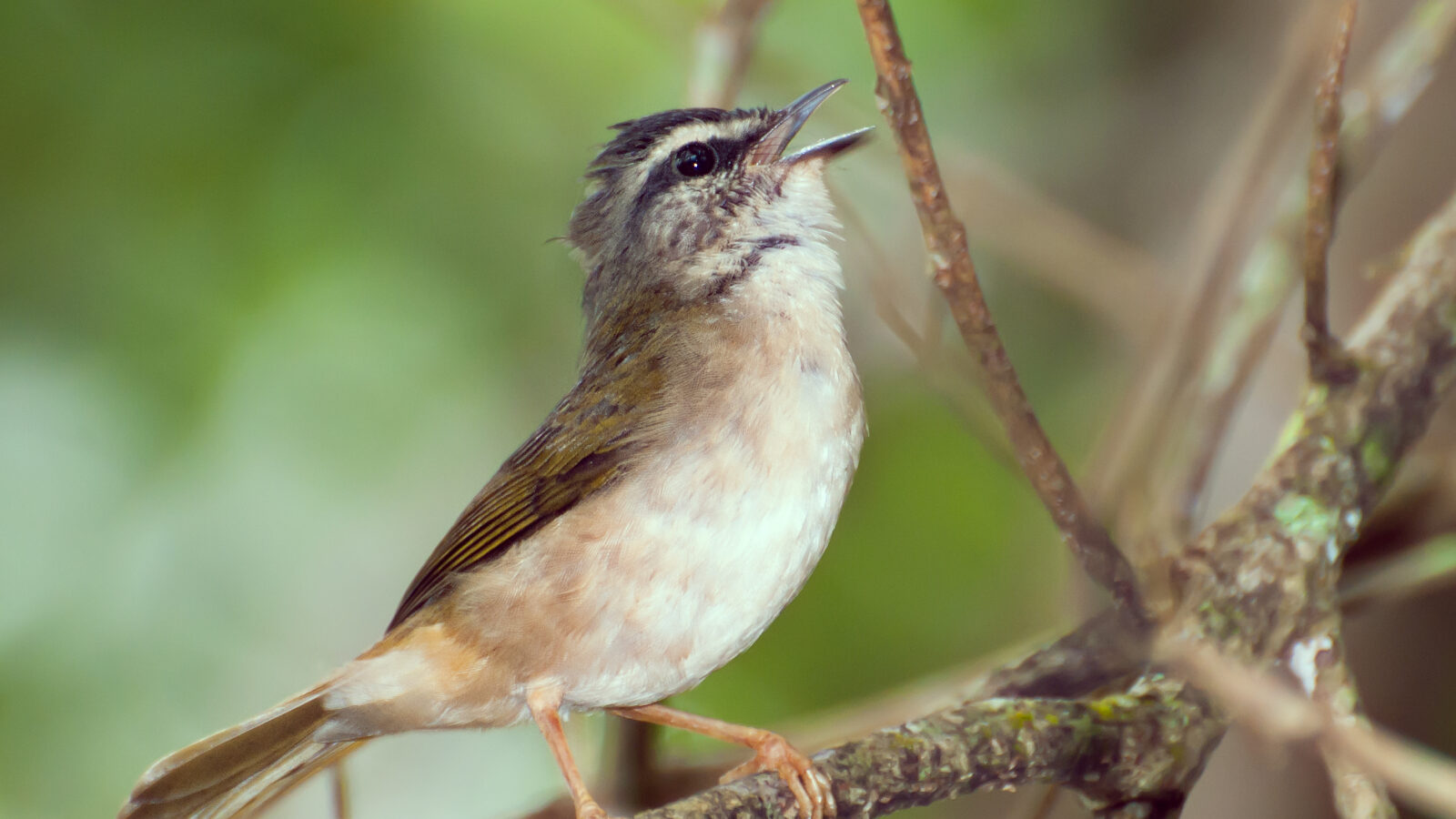 Riverbank Warbler