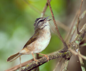Riverbank Warbler