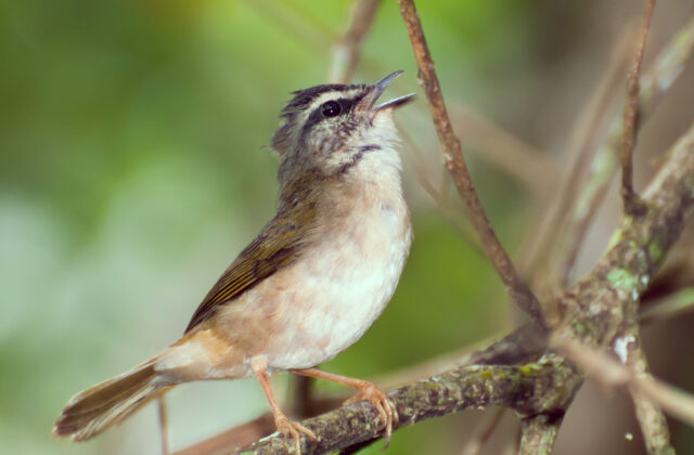 Riverbank Warbler