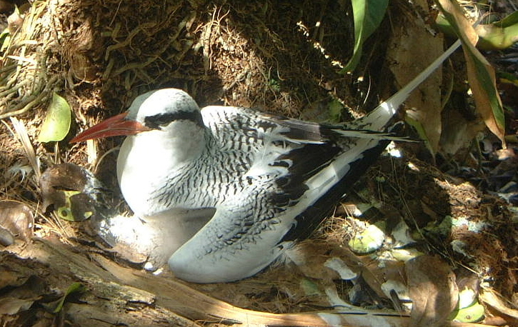 Red-billed Tropicbird