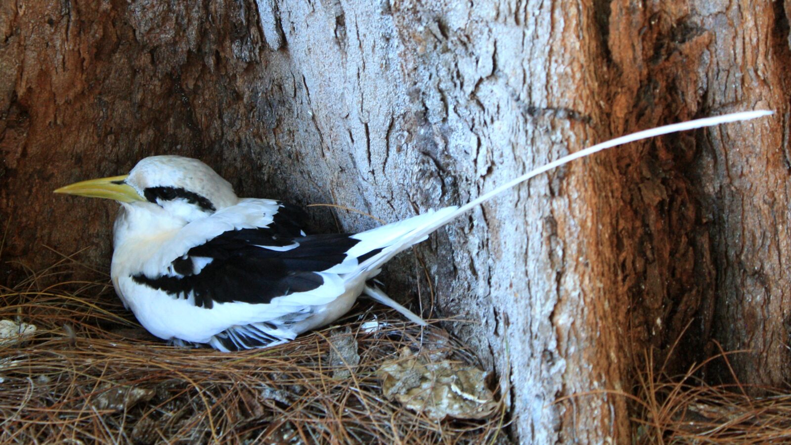 White-tailed Tropicbird