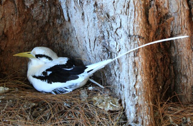 White-tailed Tropicbird