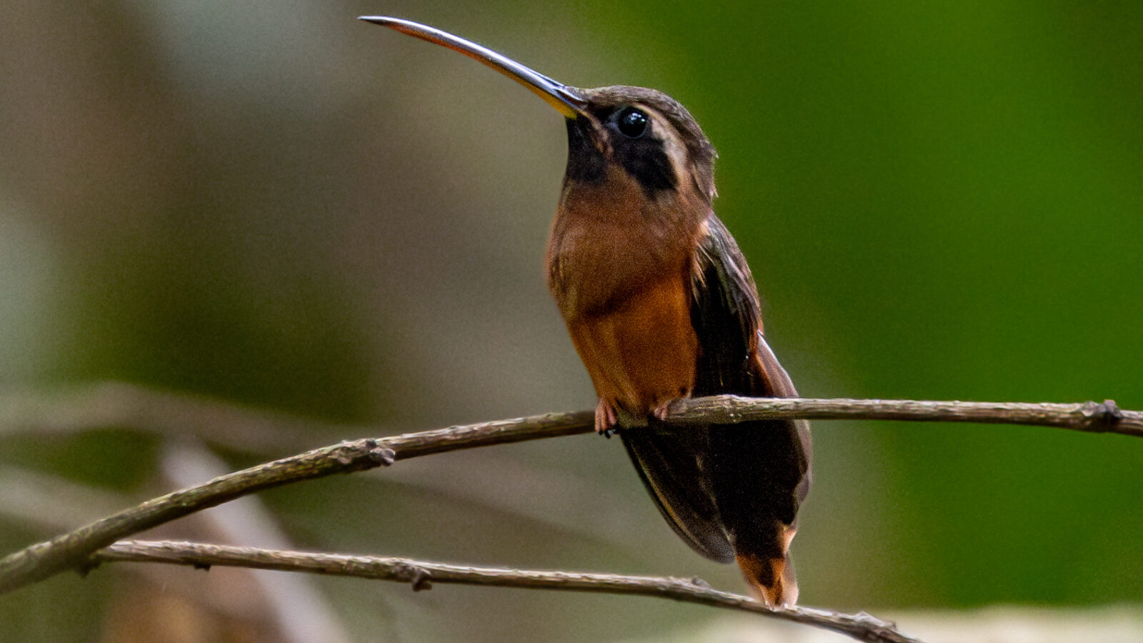 Tapajos Hermit