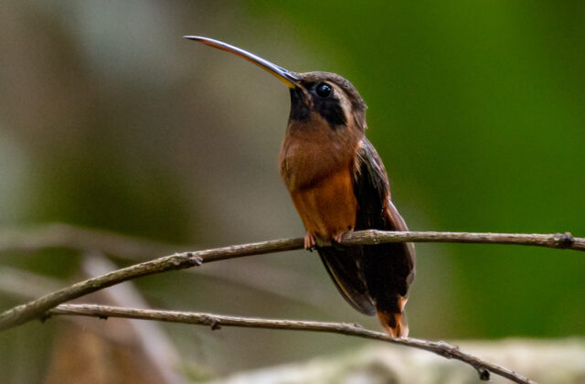 Tapajos Hermit