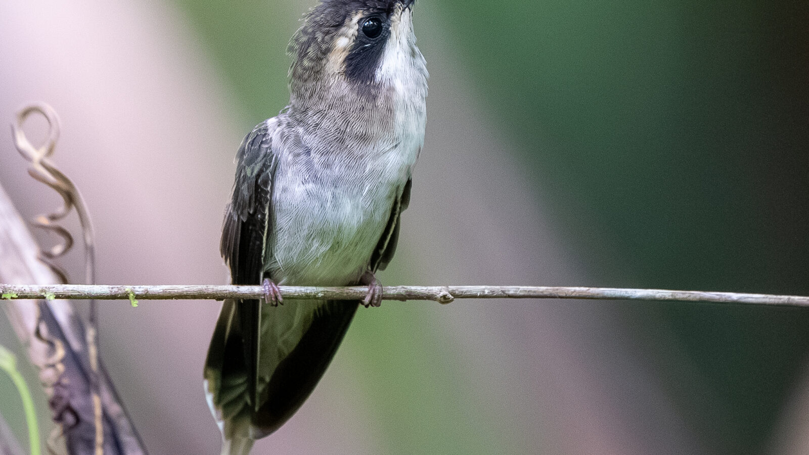 Pale-bellied Hermit