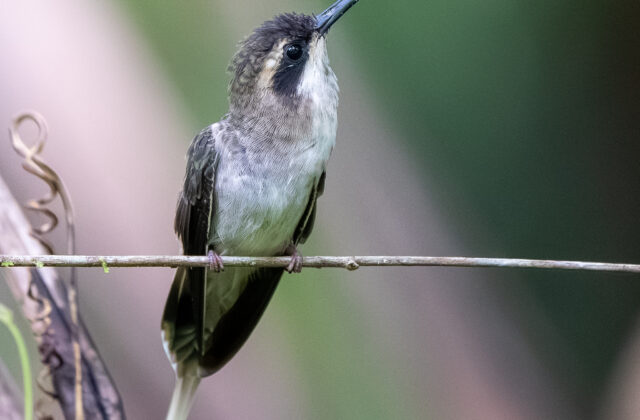 Pale-bellied Hermit