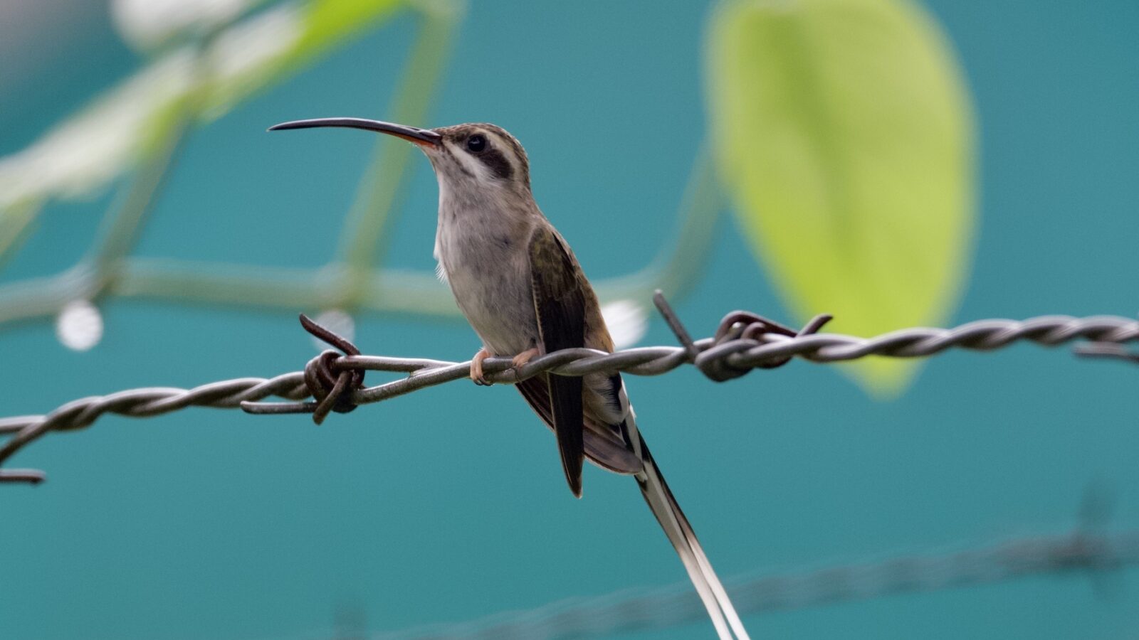 Sooty-capped Hermit