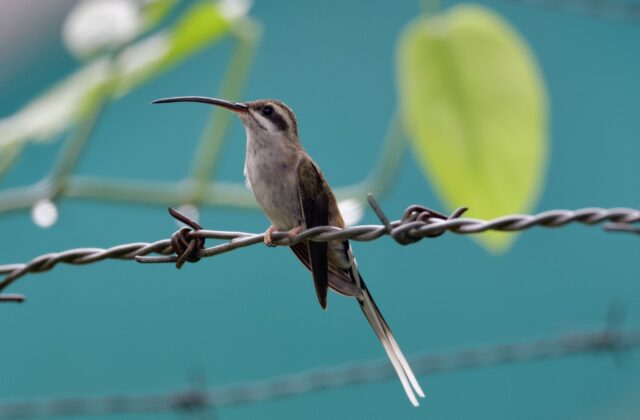 Sooty-capped Hermit