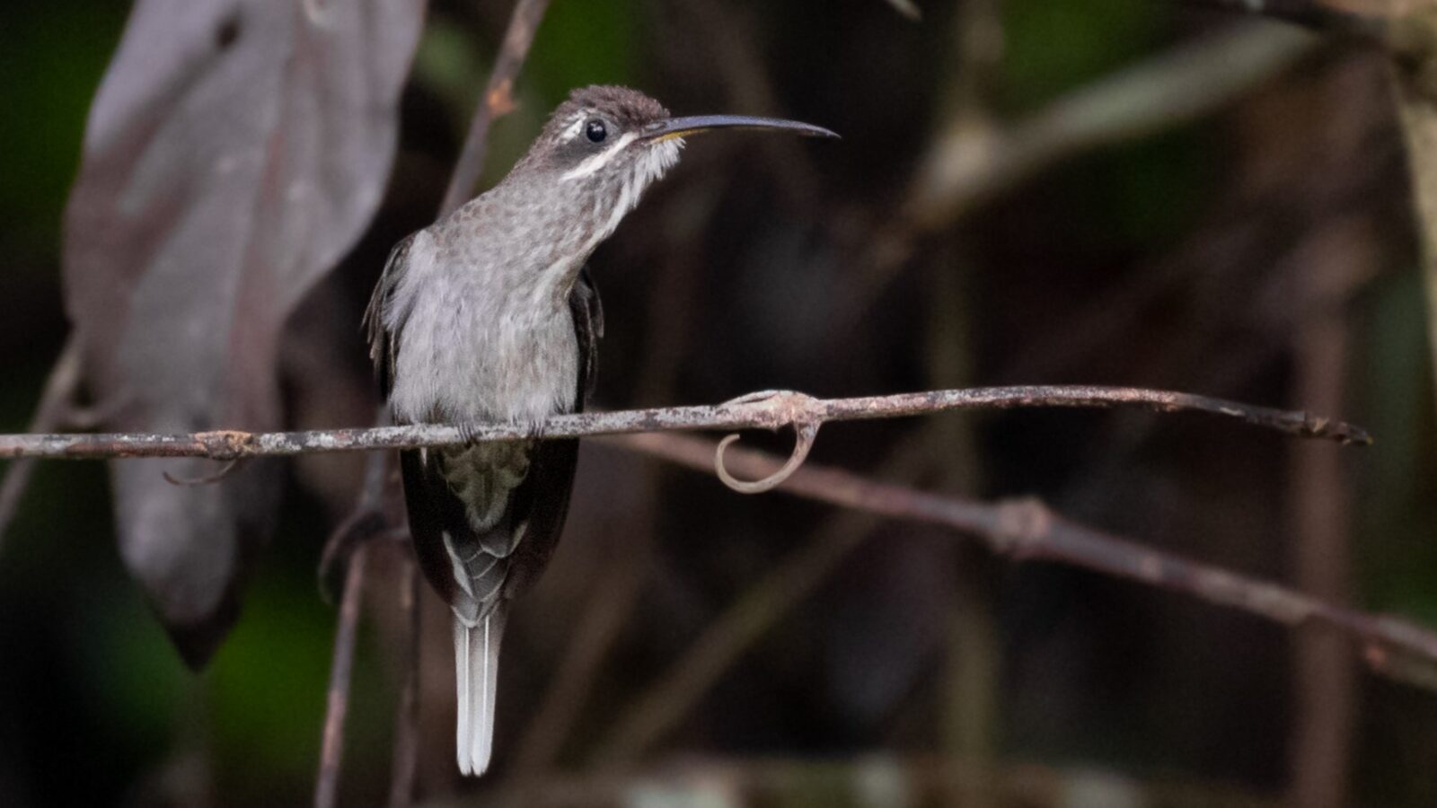 White-bearded Hermit