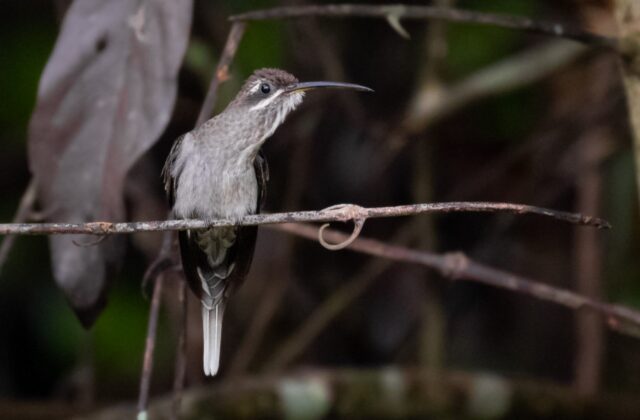 White-bearded Hermit