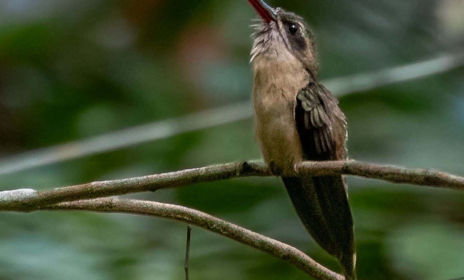 Great-billed Hermit
