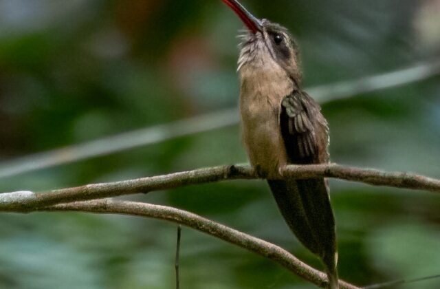 Great-billed Hermit