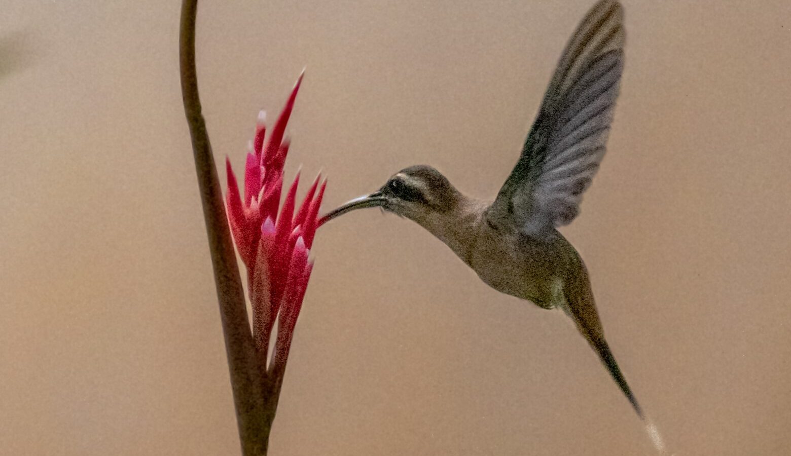 Cinnamon-throated Hermit