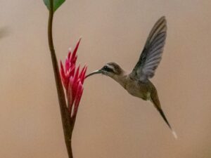 Cinnamon-throated Hermit