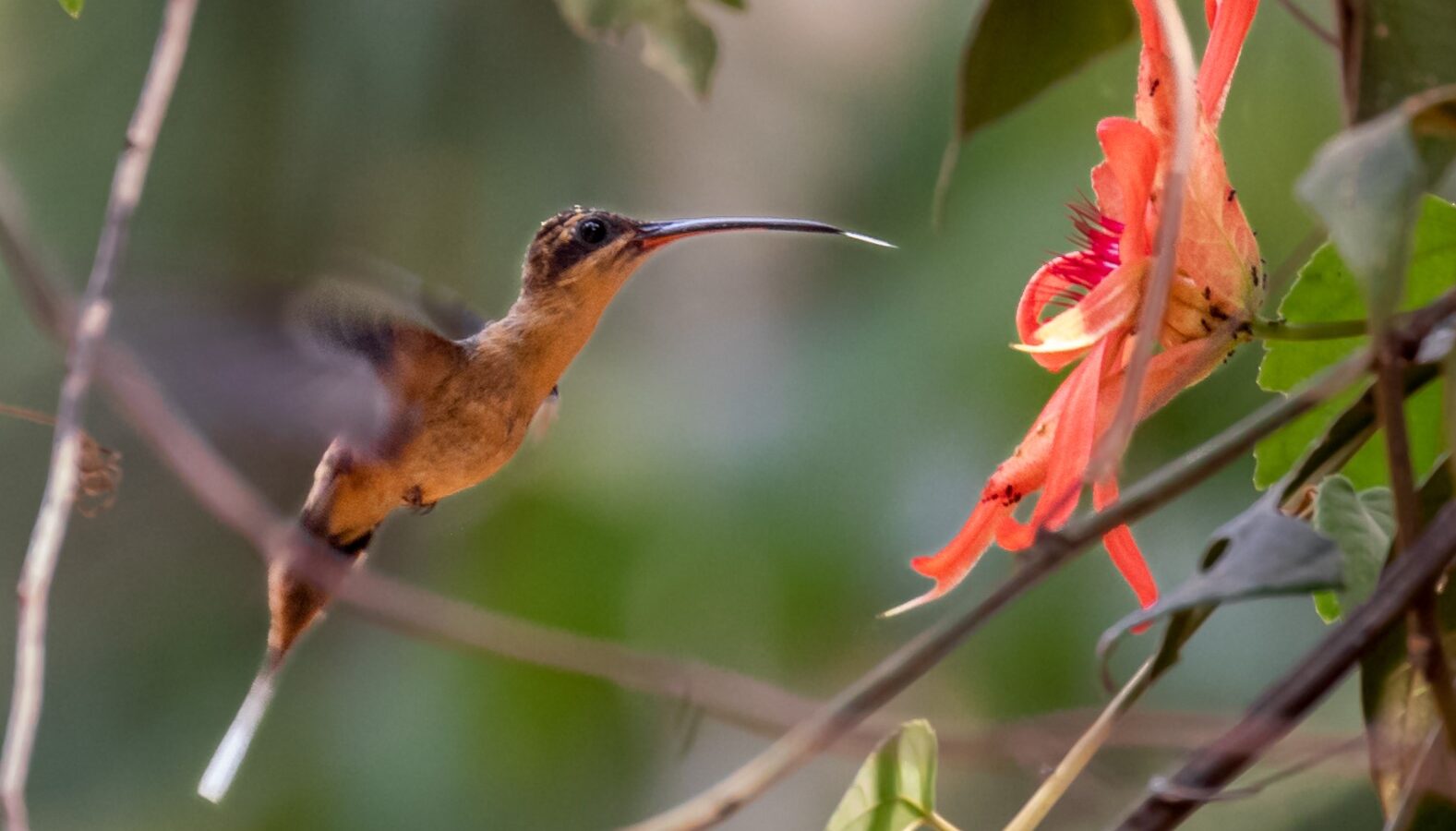 Needle-billed Hermit