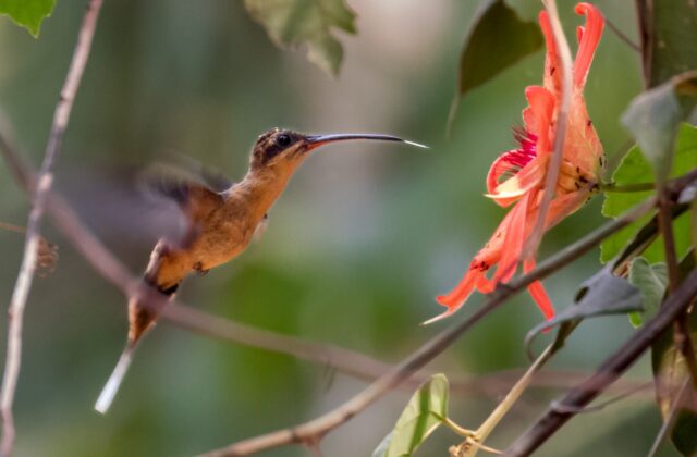 Needle-billed Hermit