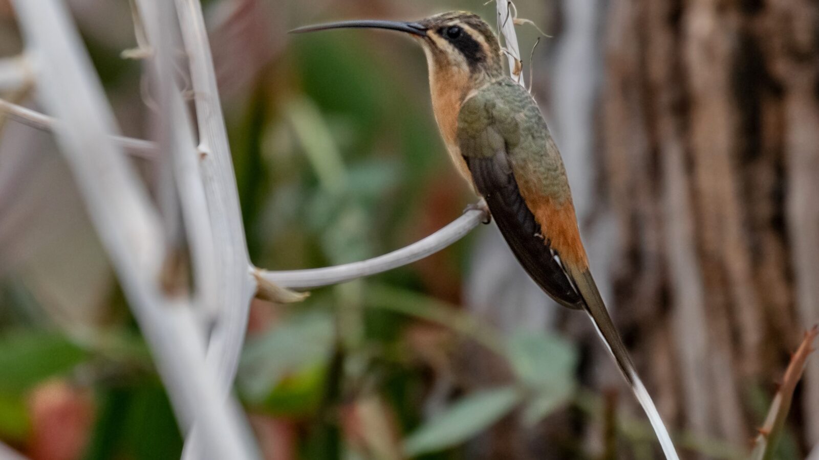 Planalto Hermit