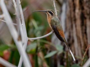 Planalto Hermit