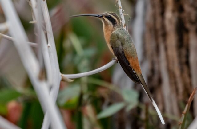 Planalto Hermit