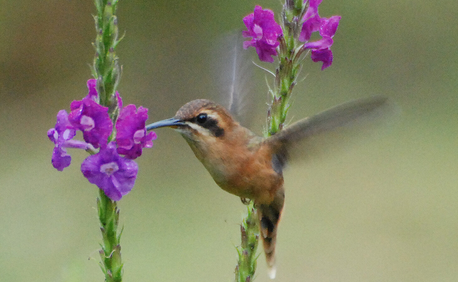 Stripe-throated Hermit