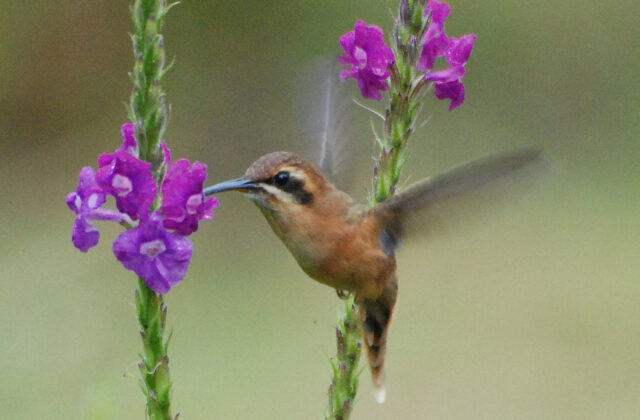 Stripe-throated Hermit