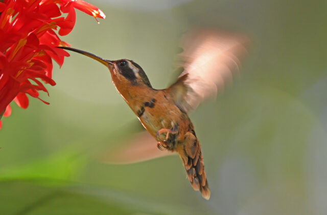 White-browed Hermit