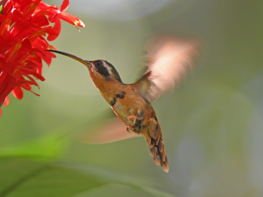 White-browed Hermit