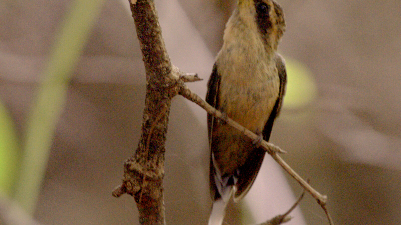 Buff-bellied Hermit