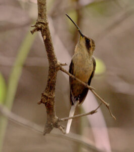 Buff-bellied Hermit