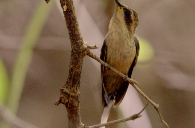 Buff-bellied Hermit