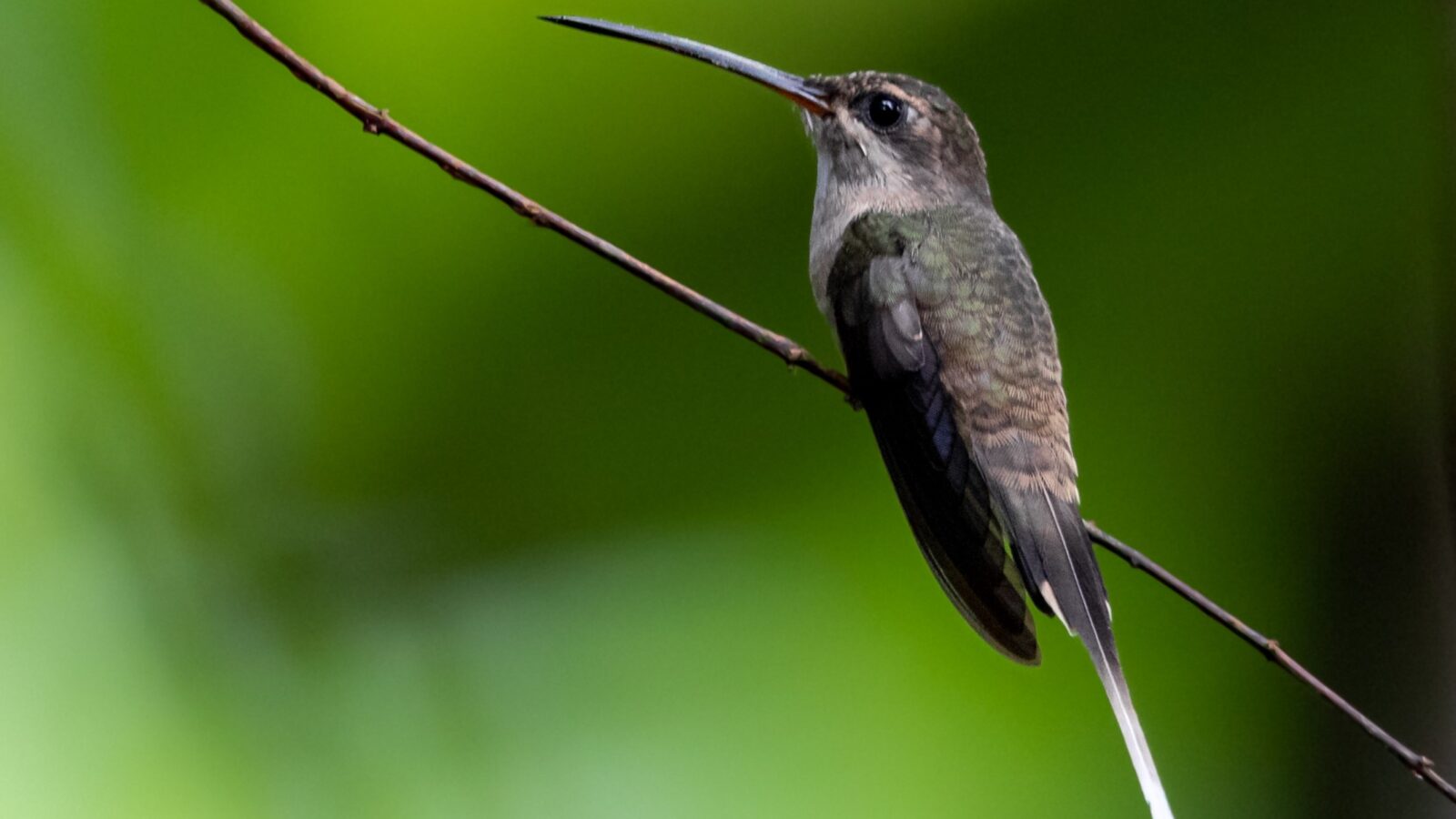 Long-tailed Hermit