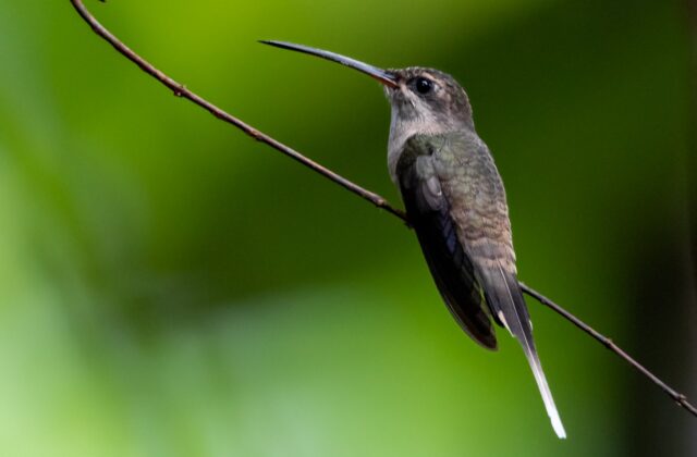 Long-tailed Hermit