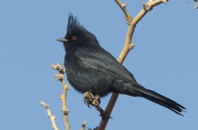 Phainopepla