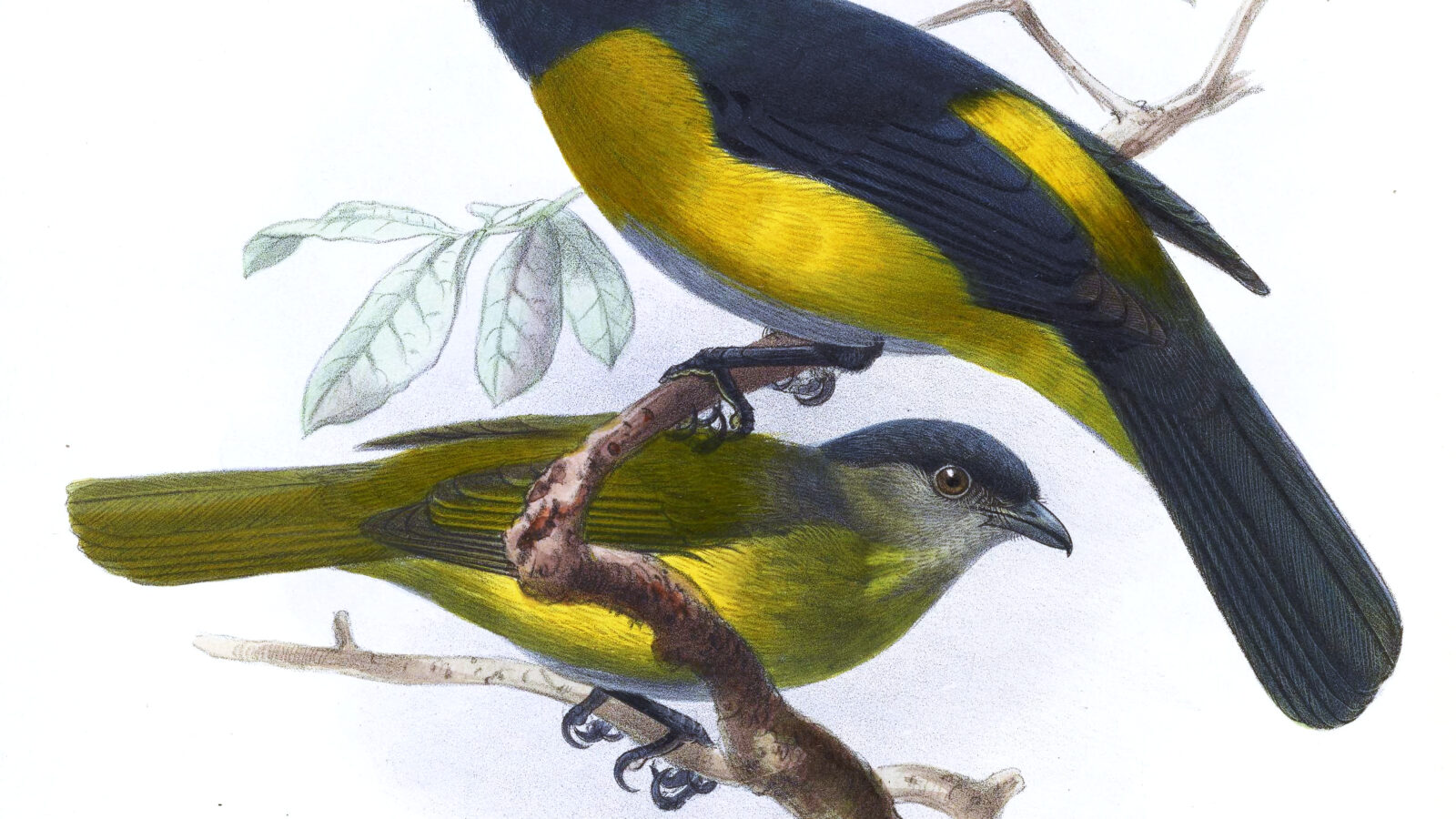 Black-and-yellow Phainoptila
