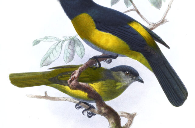 Black-and-yellow Phainoptila