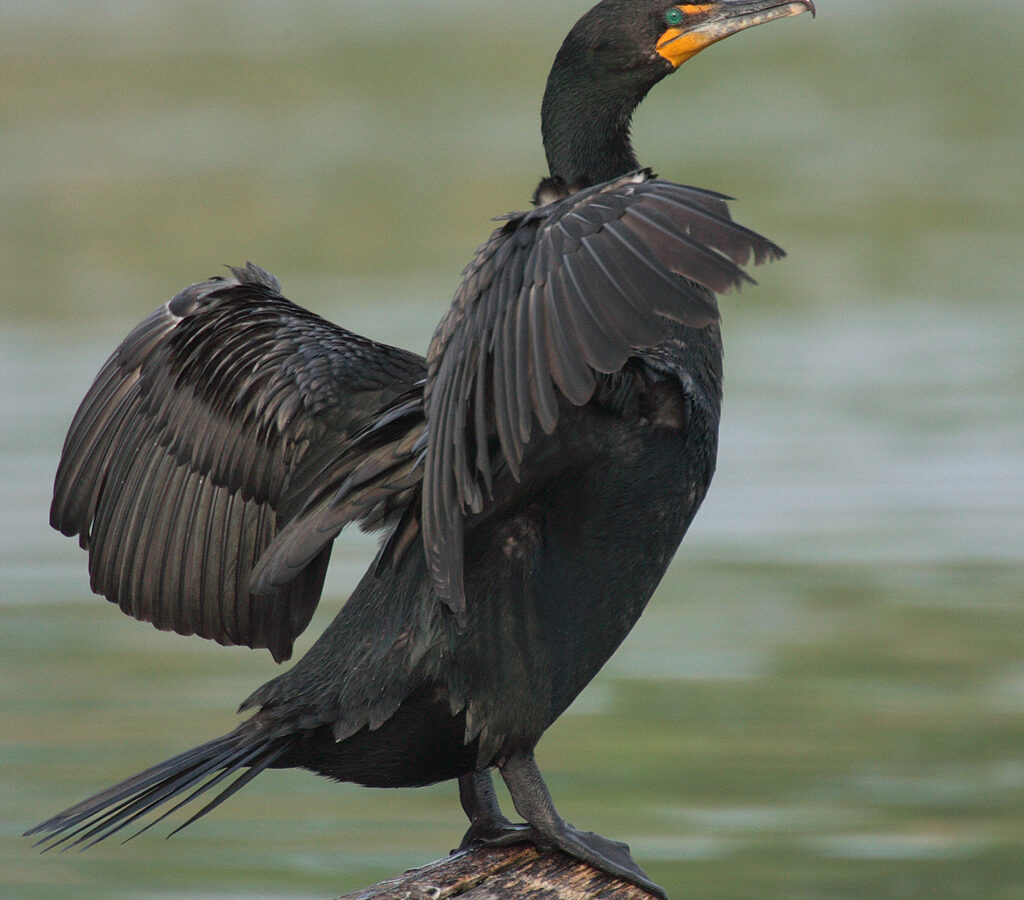 Double-crested Cormorant
