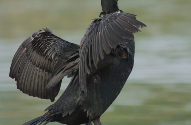 Double-crested Cormorant