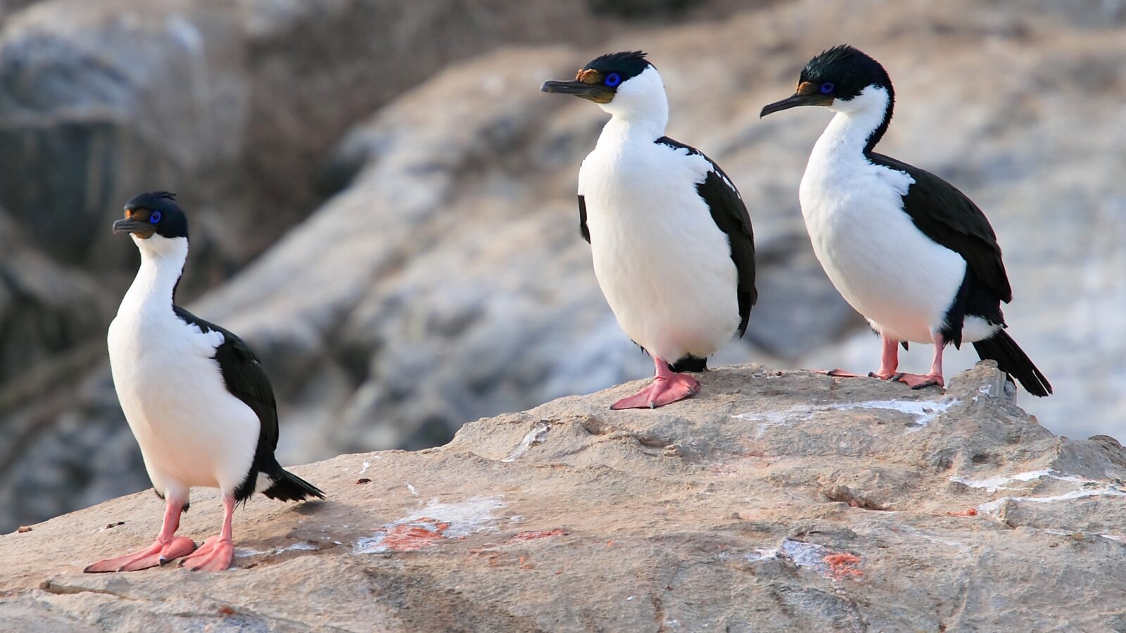 Imperial Shag