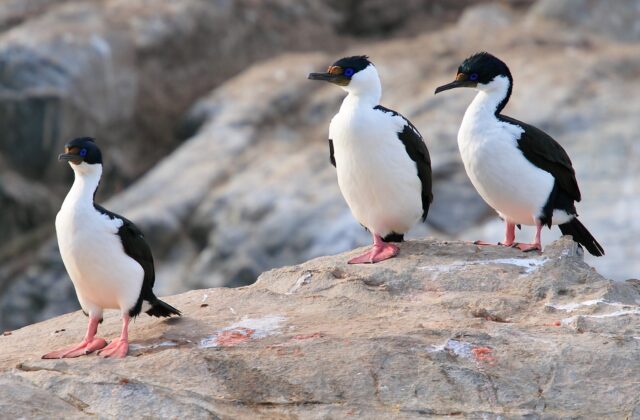 Imperial Shag