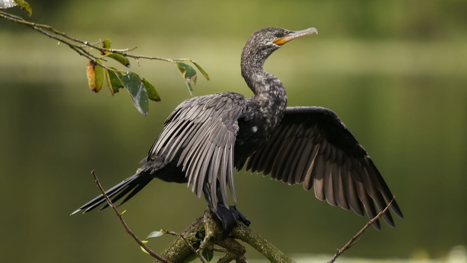 Neotropic Cormorant