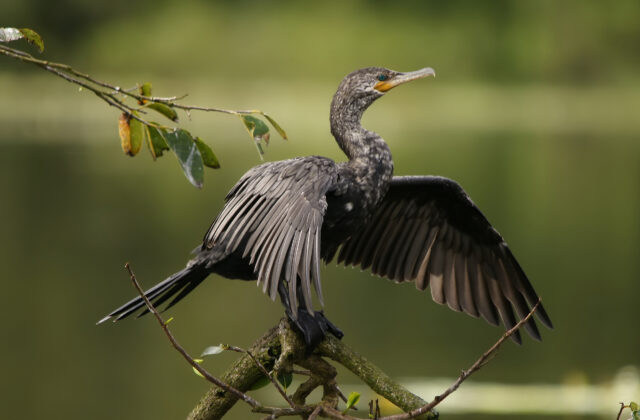 Neotropic Cormorant