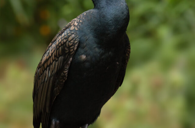Great Cormorant