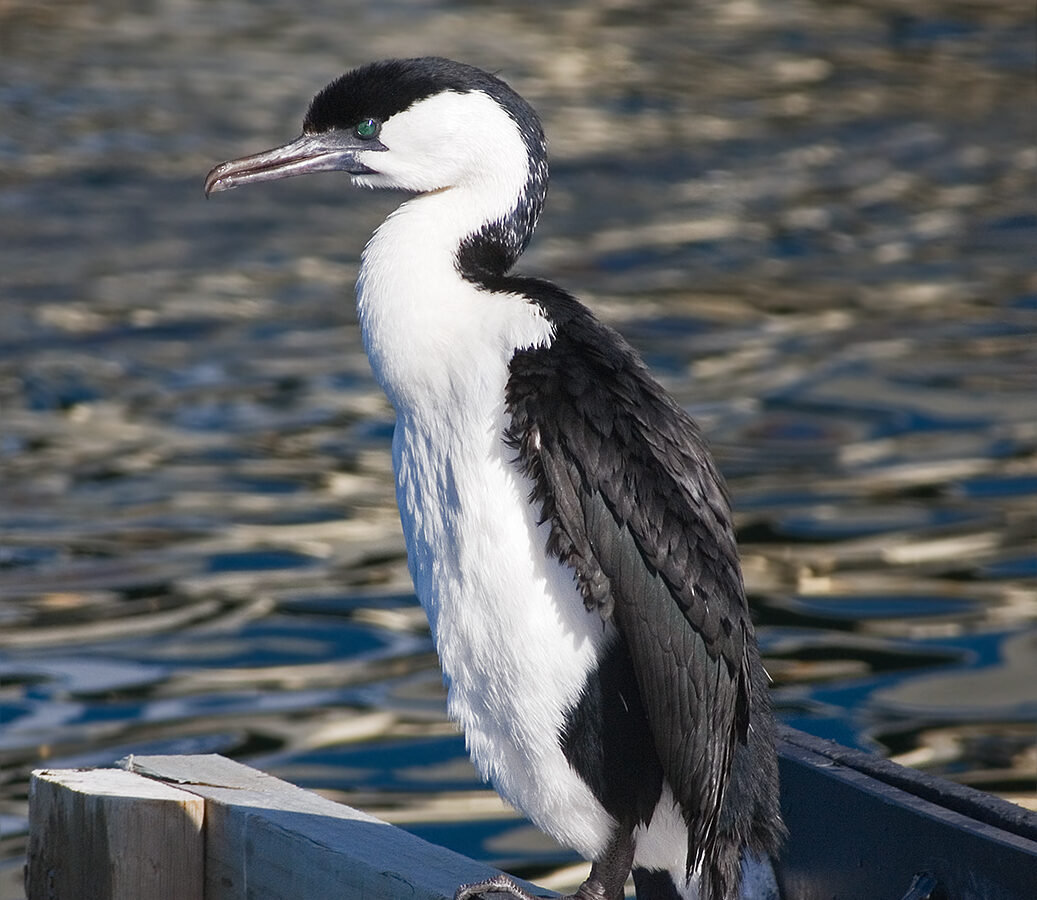 Black-faced Cormorant