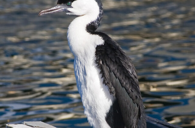 Black-faced Cormorant